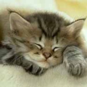 Meet your Posher, Barbara